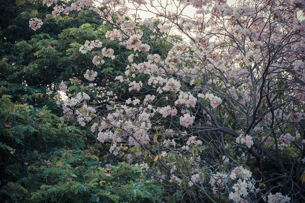 Flower (rózsaszín trombita fa) — Stock Fotó