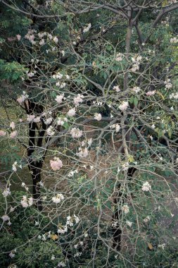 Çiçek (pembe trompet ağaç)