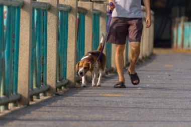 Köpek beagle ırkı