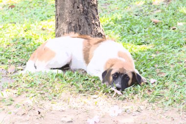 Taylandlı sokak köpeği