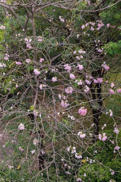 Květ (růžové trubka strom) — Stock fotografie