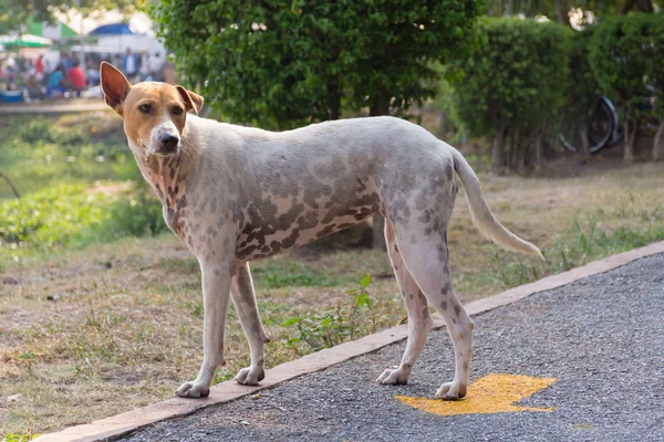 Tailandês cão vadio — Fotografia de Stock