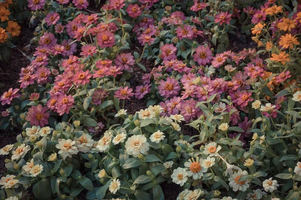 Blume (Gänseblümchen)) — Stockfoto