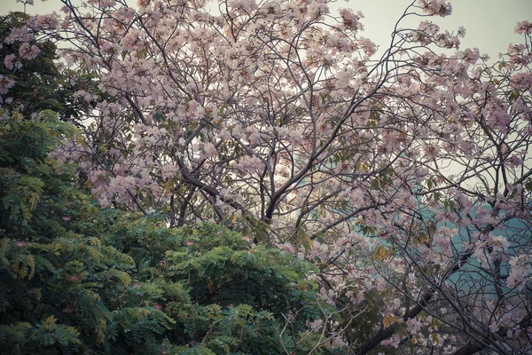 花 (ピンク トランペット ツリー) — ストック写真