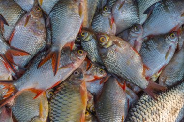 Taze tatlı su Balık Market