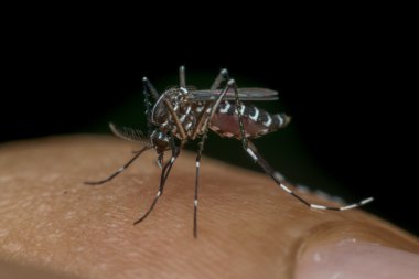 Kan emme makro sivrisinek (Aedes aegypti)