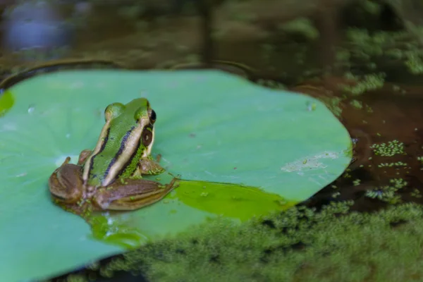 Лягушка (Зеленая лягушка) на листе лотоса — стоковое фото