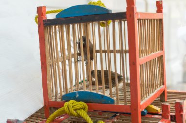 Kuş kafeste bir yayımlanan bekleyin