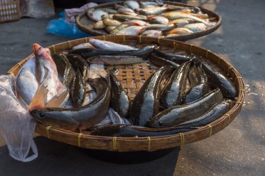 Taze tatlı su Balık Market