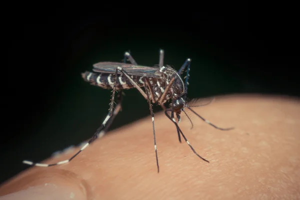 Macro de mosquito (Aedes aegypti) chupando sangre — Foto de Stock