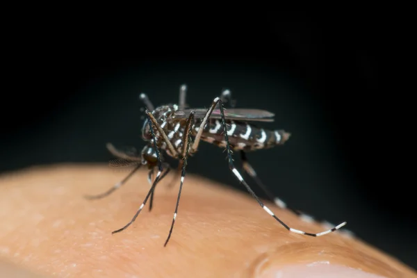 Macro de mosquito (Aedes aegypti) chupando sangre — Foto de Stock