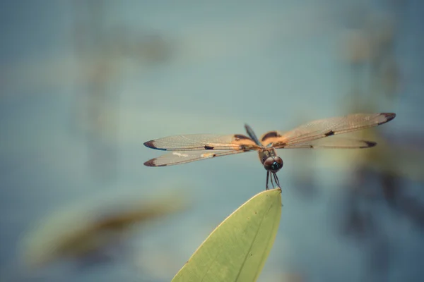 Libelle in gelb und schwarz — Stockfoto