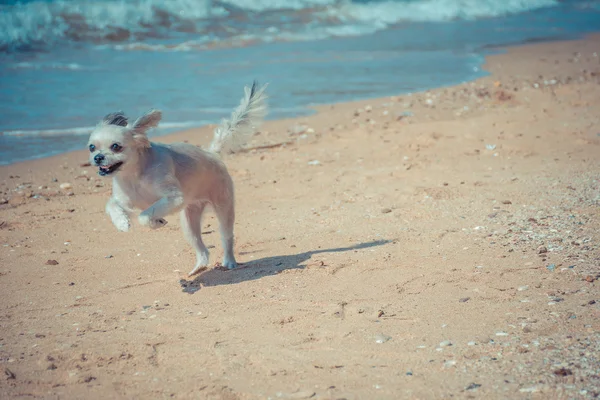 Hond zo schattig reizen op strand, Beige kleur — Stockfoto