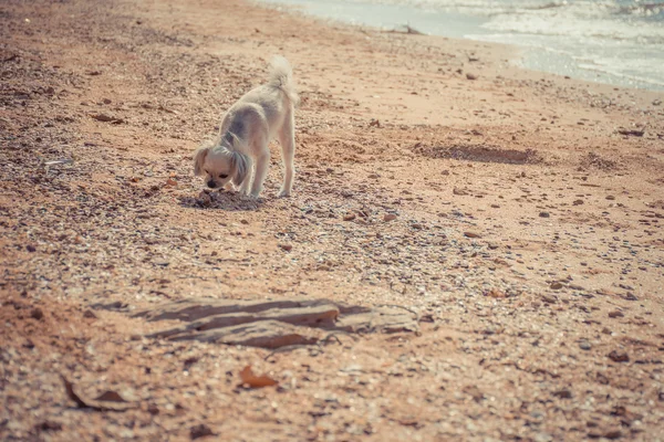 Perro tan lindo viaje en la playa, color beige — Foto de Stock