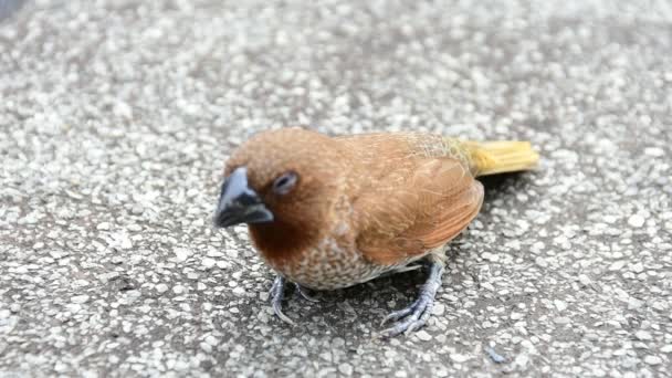 Fågel amadina vit-rumped (Lonchura striata) stängnät eller baby fågel — Stockvideo