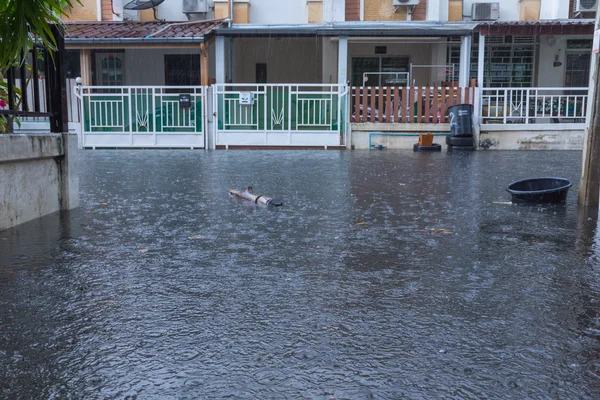 물 홍수 마 — 스톡 사진