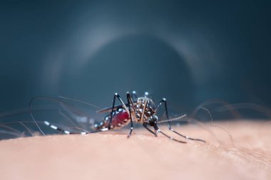 Sivrisinek Makro 'su (Aedes aegypti) insan derisine kan emiyor. Sivrisinek Sıtma, Ensefalit, Dang ve Zika virüsü taşıyıcısıdır.