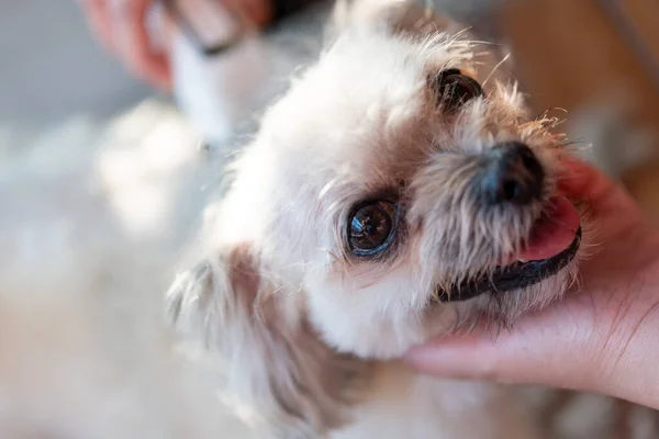 Grooming and haircut the dog fur of beige dog so cute mixed breed with Shih-Tzu, Pomeranian and Poodle by human with dog clipper in pet shop or pet groomer