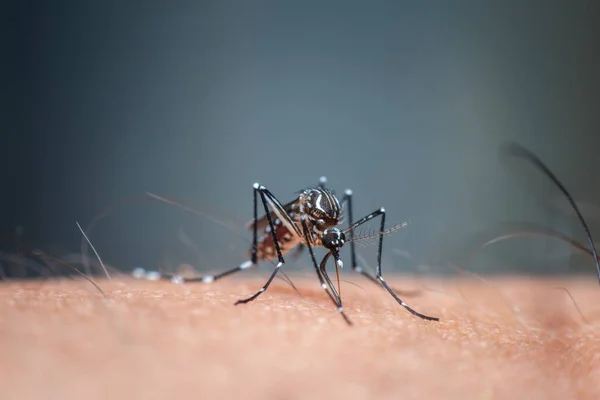 Macro Mosquito Aedes Aegypti Sugando Sangue Perto Pele Humana Mosquito — Fotografia de Stock