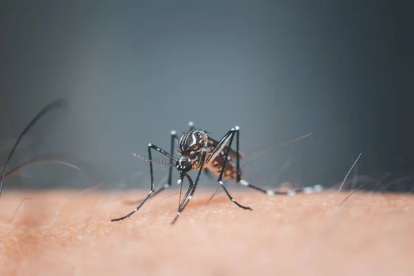 Makró Szúnyog Aedes Aegypti Szívó Vér Közeli Emberi Bőrön Szúnyog — Stock Fotó