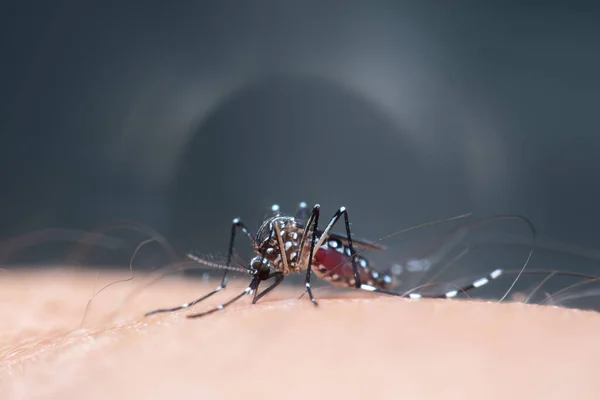 Macro Mosquito Aedes Aegypti Sugando Sangue Perto Pele Humana Mosquito — Fotografia de Stock