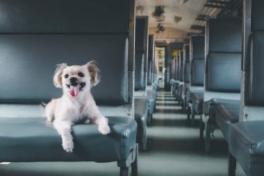 Köpek bej renginde, Shih-Tzu, Pomeranian ve Poodle 'ın karışımı bir köpek. Tren vagonunda araba koltuğunda. Eski tarz. Tatil gezisi için bekle.