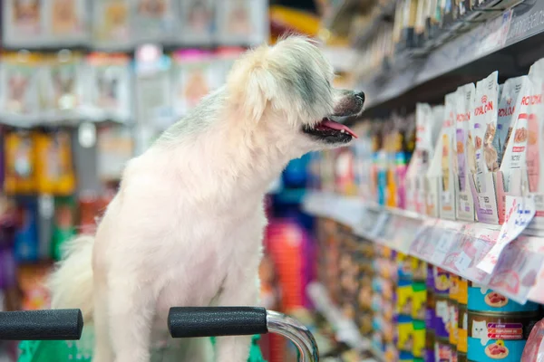 Bangkok Thailand April 2017 Hond Schattig Wacht Een Huisdier Eigenaar Rechtenvrije Stockafbeeldingen