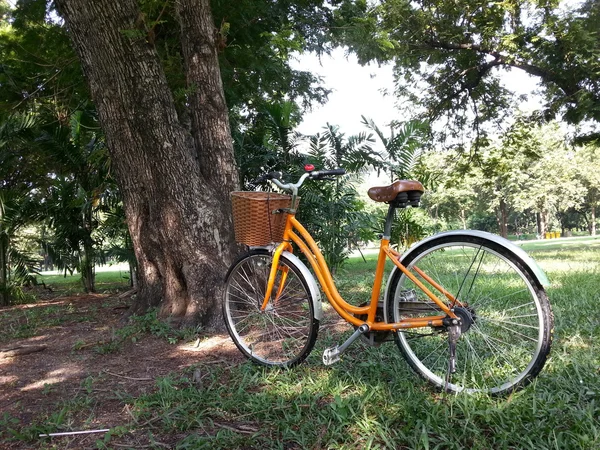 Cykel i park — Stockfoto