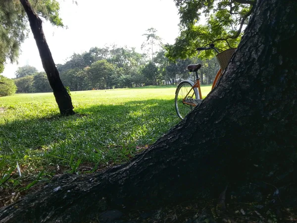Bicycle in park — Stock Photo, Image