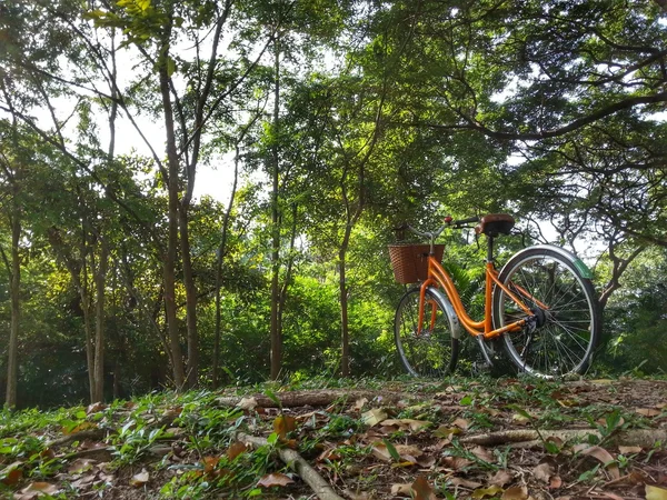 Cykel i park — Stockfoto