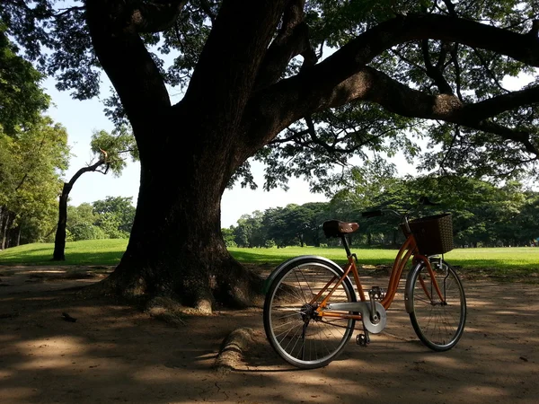 Cykel i park — Stockfoto