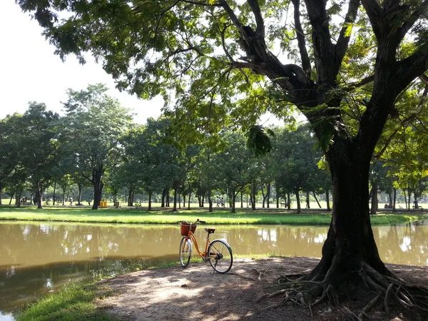 Cykel i park — Stockfoto