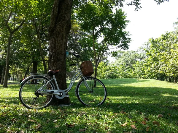 Cykel i park — Stockfoto