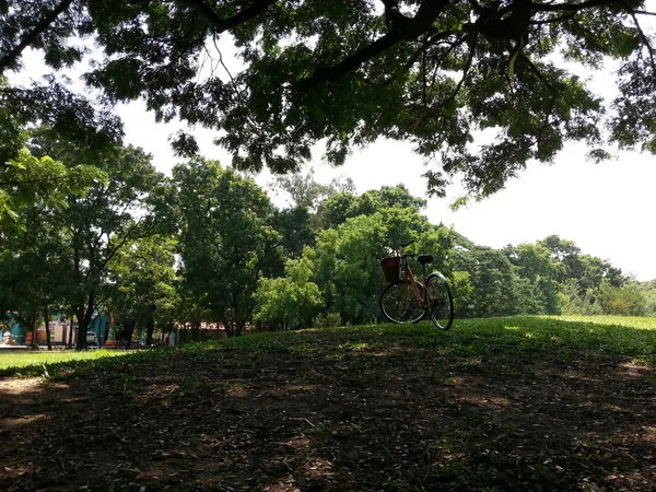 Cykel i park — Stockfoto