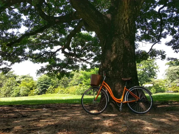 Bicicleta no parque H.D.R . — Fotografia de Stock