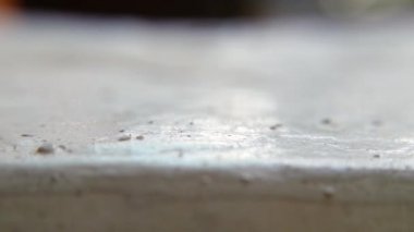 Yürüyen karıncalar