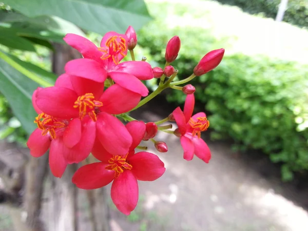 Bellissimo fiore — Foto Stock