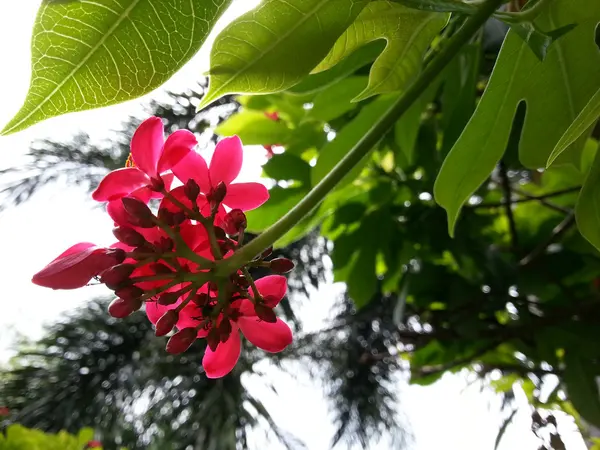 Hermosa flor —  Fotos de Stock