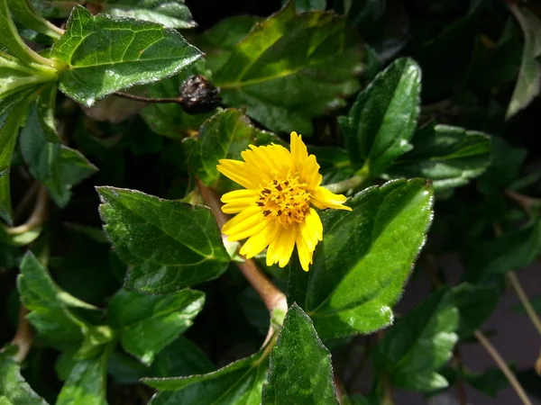 Beautiful Flower — Stock Photo, Image