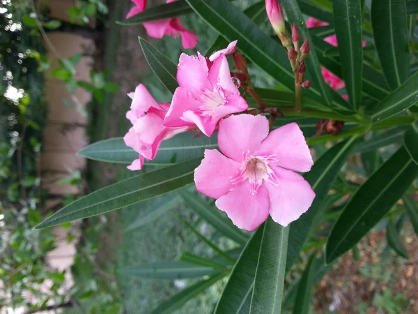 Bellissimo fiore — Foto Stock