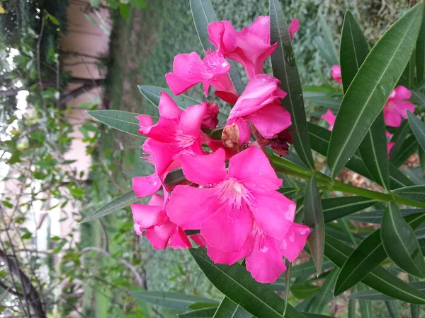 Bela flor — Fotografia de Stock