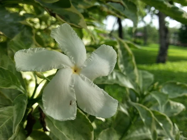 Hermosa flor — Foto de Stock