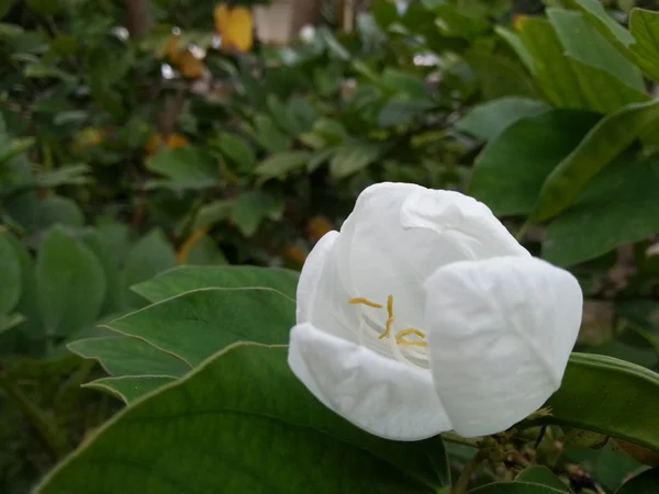 Hermosa flor —  Fotos de Stock