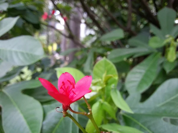 Beautiful Flower — Stock Photo, Image
