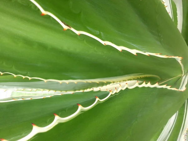 Hermosa planta — Foto de Stock