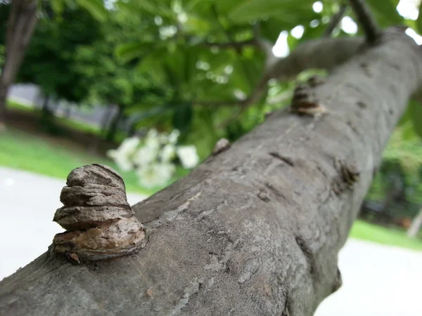 Hermosa planta —  Fotos de Stock