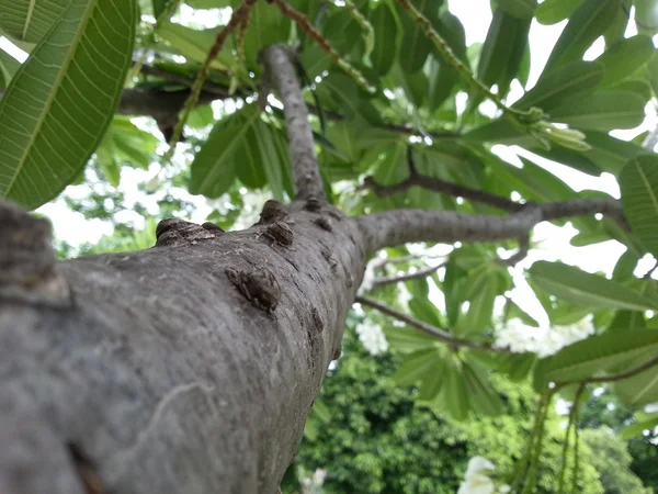 优美的厂区 — 图库照片