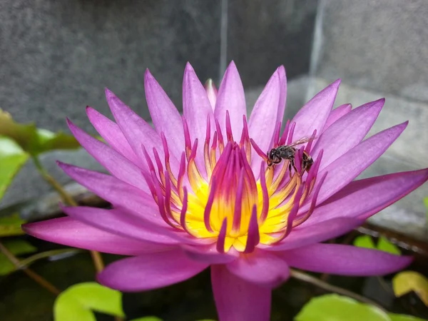 Flor de lótus — Fotografia de Stock