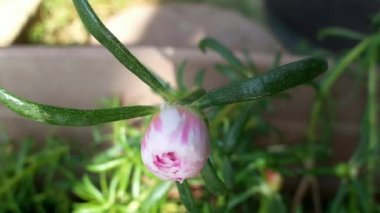 Güzel Moss-gül çiçek