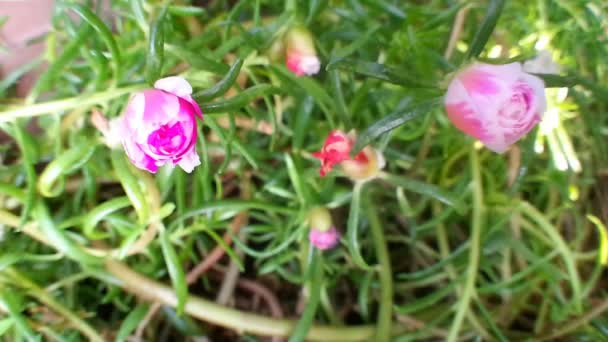 Όμορφο λουλούδι Moss rose — Αρχείο Βίντεο
